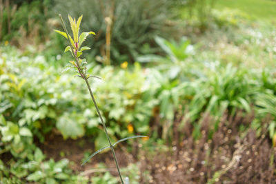 Close-up of plant