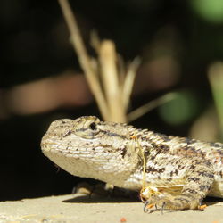 Close-up of lizard