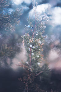 Close-up of pine tree during winter