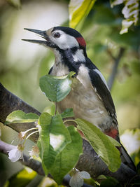 Close-up of bird perching on branch