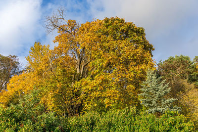 Low angle view of trees against sky during autumn