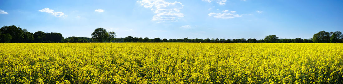 Scenic view of oilseed rape field against sky