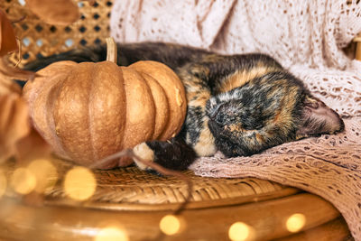 High angle view of cat sleeping on table