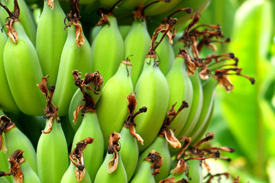 Close-up of bananas growing on tree