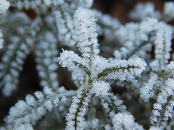 Close-up of frozen plant