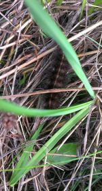 Close-up of plants