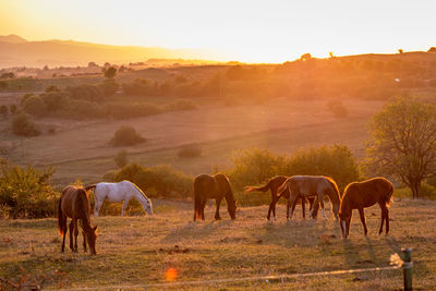 Horses on field against sky during sunset