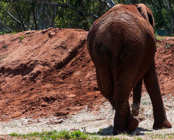 Rear view of elephant walking on field