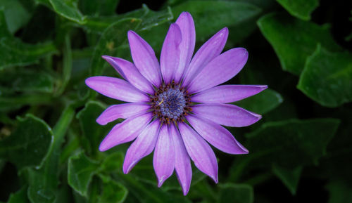 Close-up of purple flower