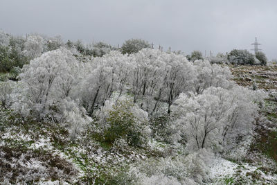 Snow covered trees against sky