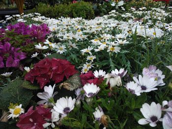 Close-up of white flowers blooming in field