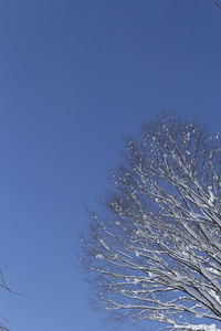 Low angle view of snow covered trees against clear blue sky