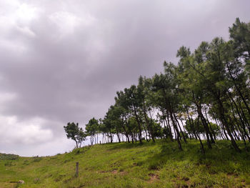 Trees on landscape against sky