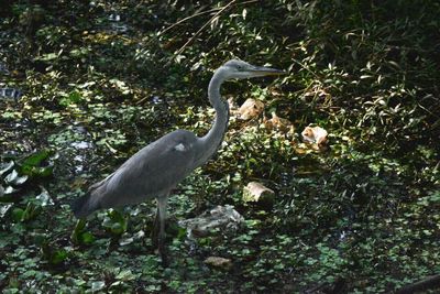 High angle view of gray heron perching on tree