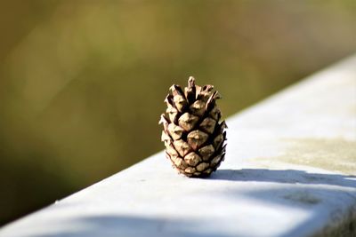 Close-up of butterfly on pine cone