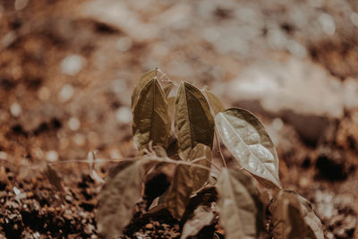 Close-up of dried plant on field