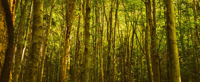 Scenic view of trees in forest