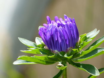 Close-up of purple flowering plant