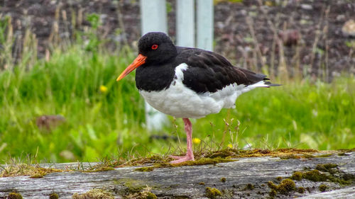 Close-up of oystercatcher on field