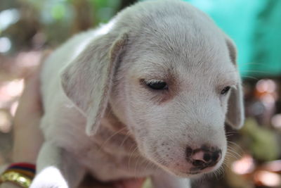 Close-up portrait of dog