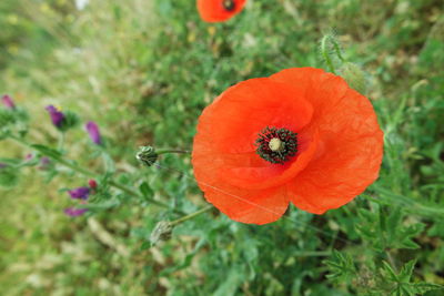 Close-up of insect on orange poppy