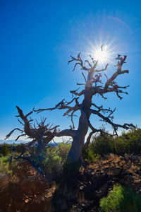 Low angle view of tree against sky