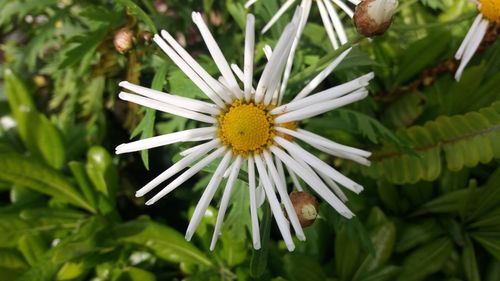Close-up of white daisy flower