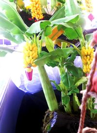 Close-up of yellow flowers blooming outdoors