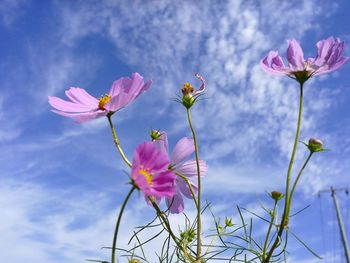 Low angle view of pink flowers growing against cloudy sky