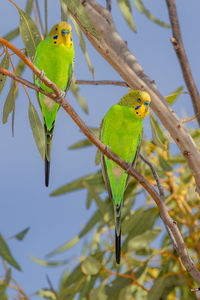 Budgerigars perching on branch against clear sky