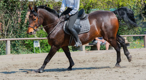 Low section of horse riding horses