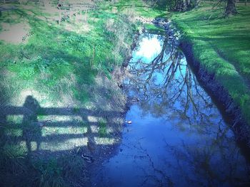 Reflection of trees in water