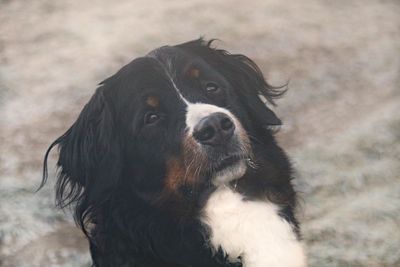 Close-up portrait of dog