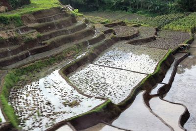 High angle view of rice paddy