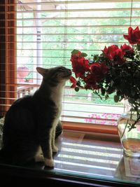 Cat sitting on window sill