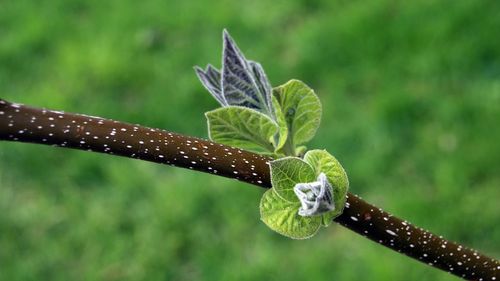 Close-up of raindrops on plant