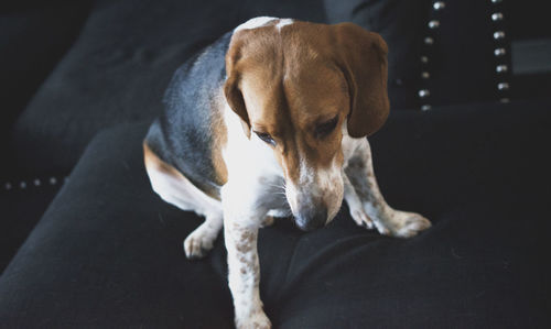 Close-up of beagle dog