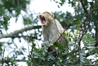 Low angle view of monkey on tree