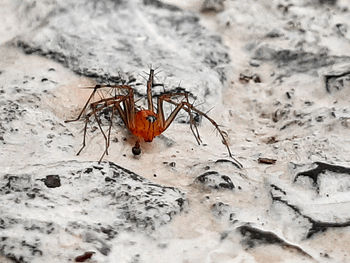 Close-up of insect on land