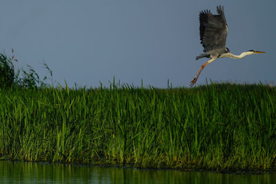 Bird flying over the  danube delta