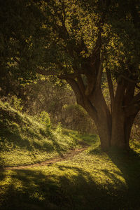 Tree on field