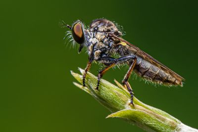 Close-up of insect, robber fly , assasin fly.