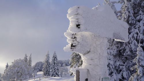 Close-up of snow covered trees against sky