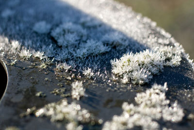 Close-up of frozen plant