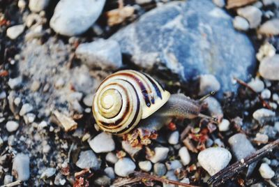 Close-up of snail on pebbles