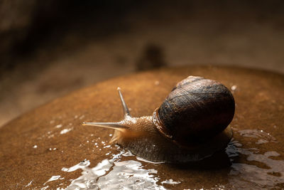 Close-up of snail