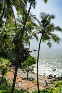 Palm trees by sea against sky