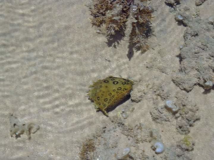 CLOSE-UP OF STARFISH ON SAND