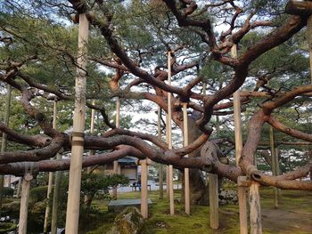 Low angle view of trees growing on field against sky