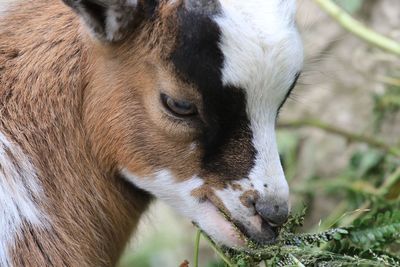 Close-up of lamb eating grass